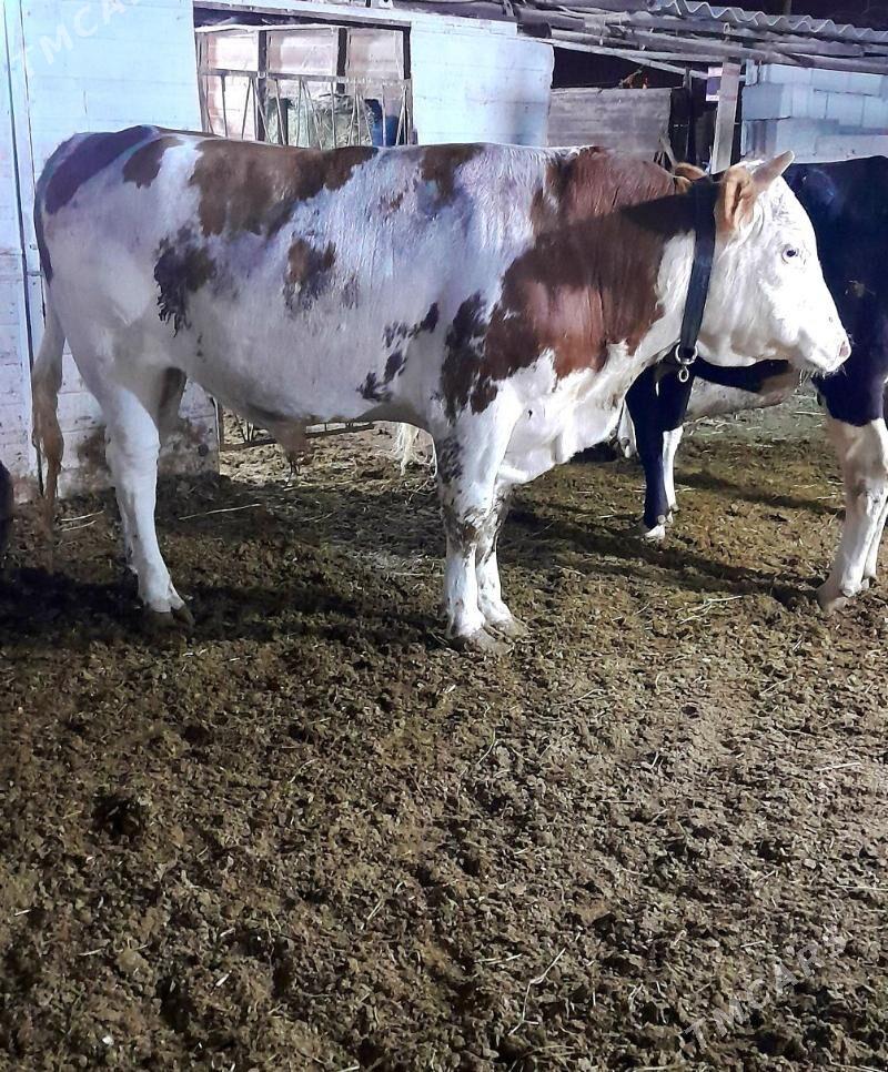 Simental Öküz - Анев - img 7