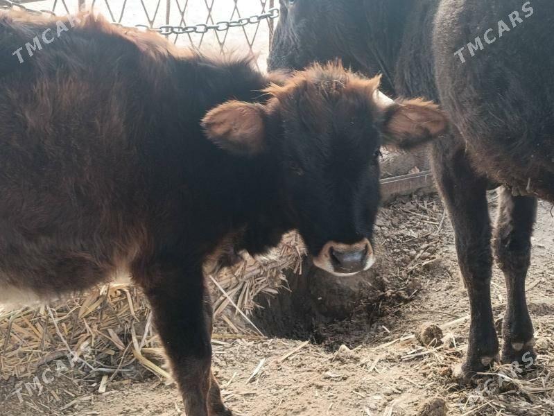 unajyn - Türkmenabat - img 2