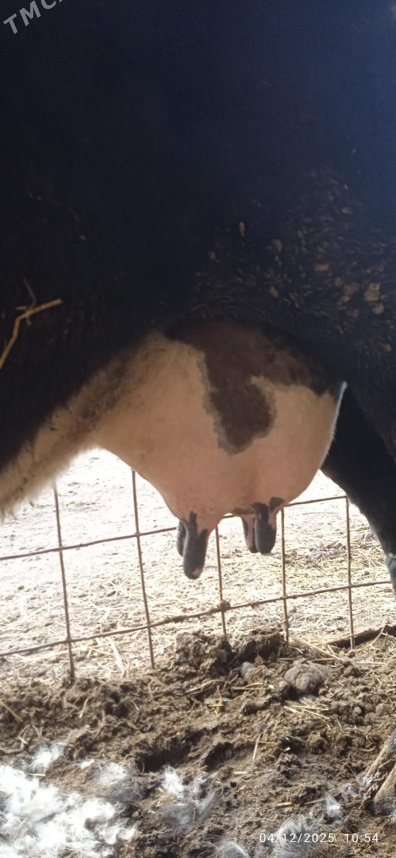 çorny pyostra saglyklar - Дянев - img 1