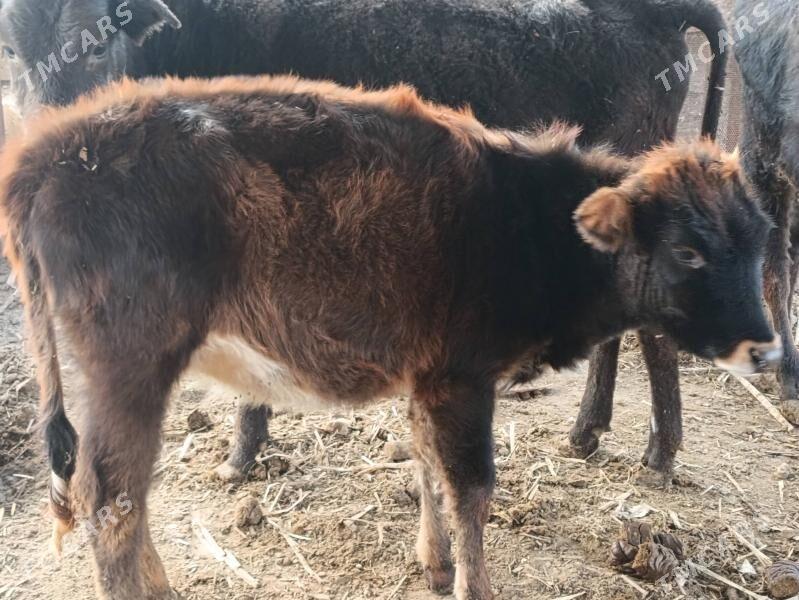 unajyn - Türkmenabat - img 3