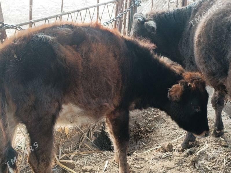 unajyn - Türkmenabat - img 4