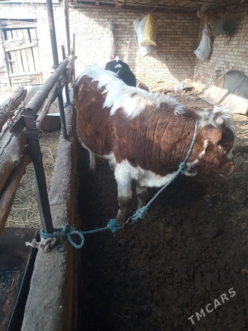 okuzler - Sakar - img 2