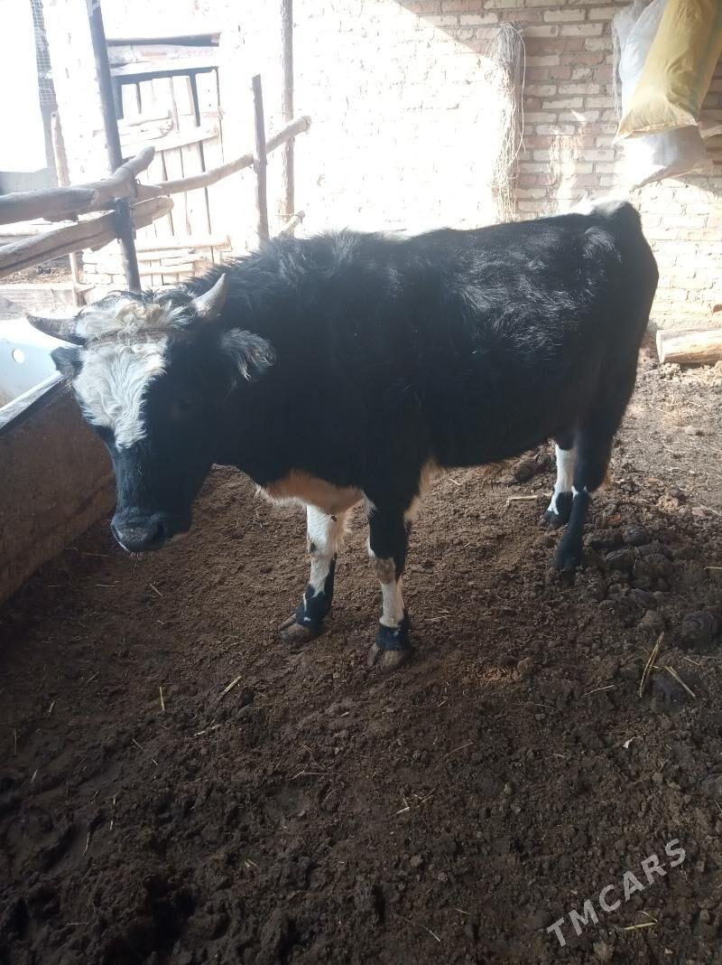 okuzler - Sakar - img 3