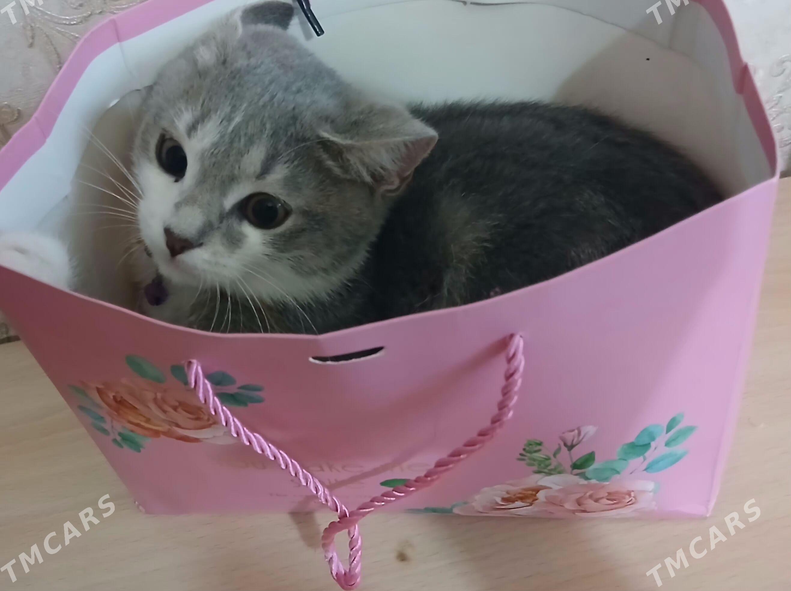 shotlan pisik - 30 мкр - img 2