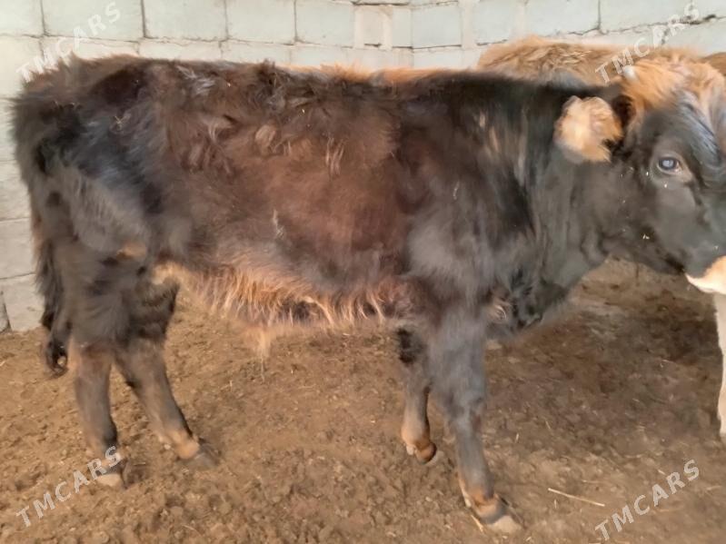 okuze - Балканабат - img 2