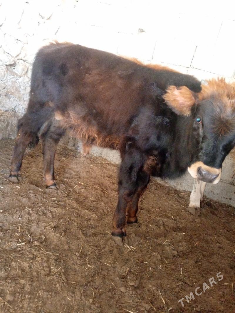 okuze - Балканабат - img 5