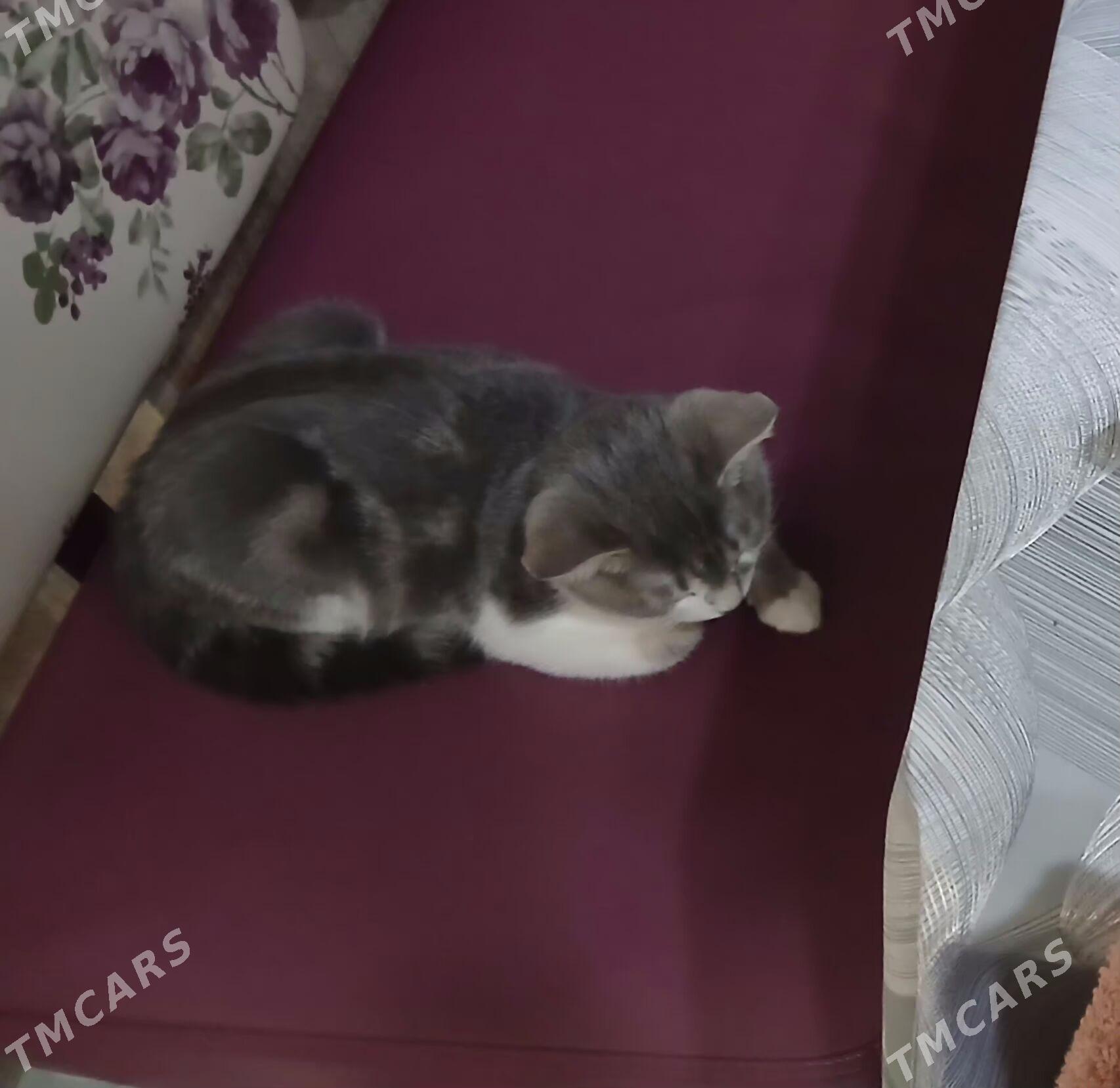 shotlan pisik - 30 мкр - img 4