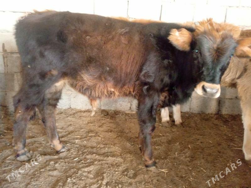 okuze - Балканабат - img 4