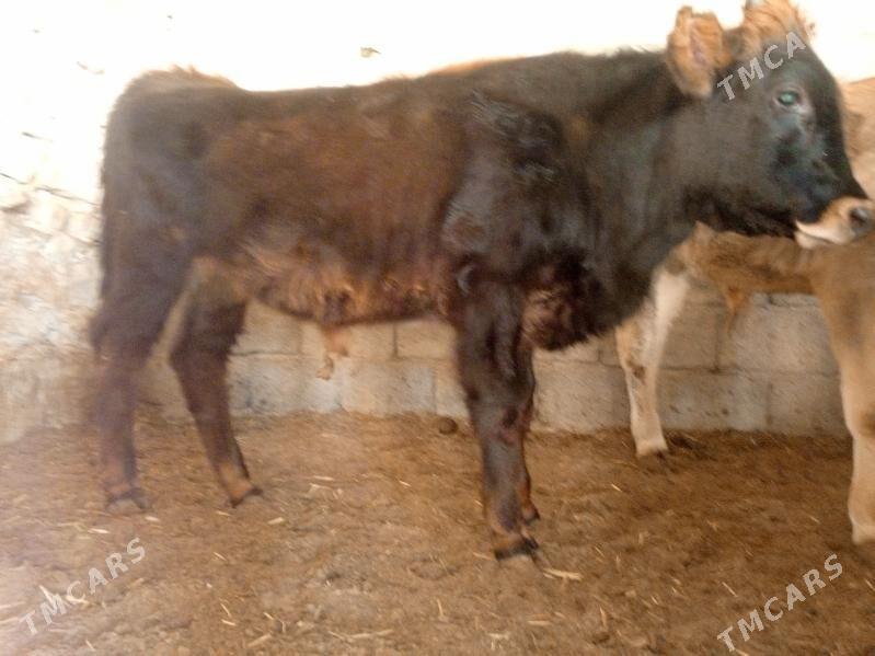 okuze - Балканабат - img 3