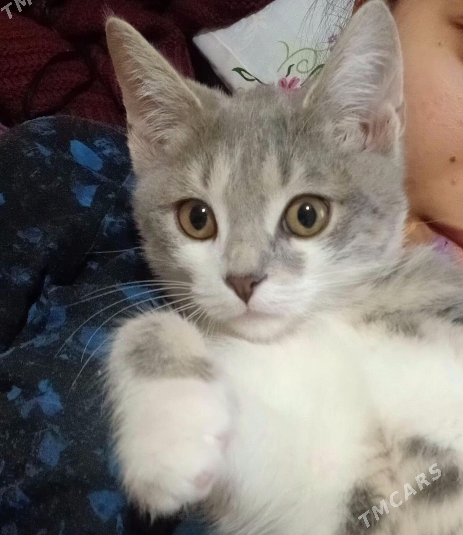 shotlan pisik - 30 мкр - img 3