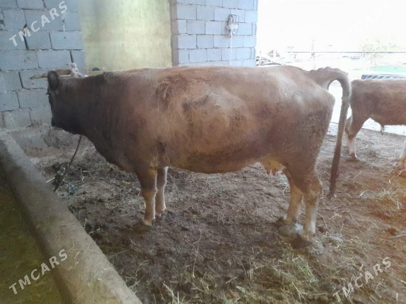 bakylan sygyr - Гёкдепе - img 2