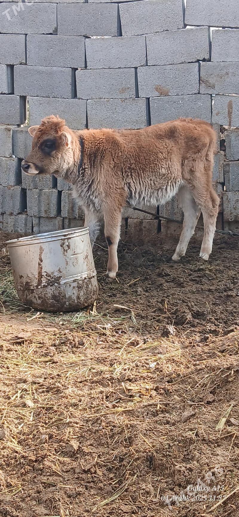 Okizce tuwe - Bäherden - img 4