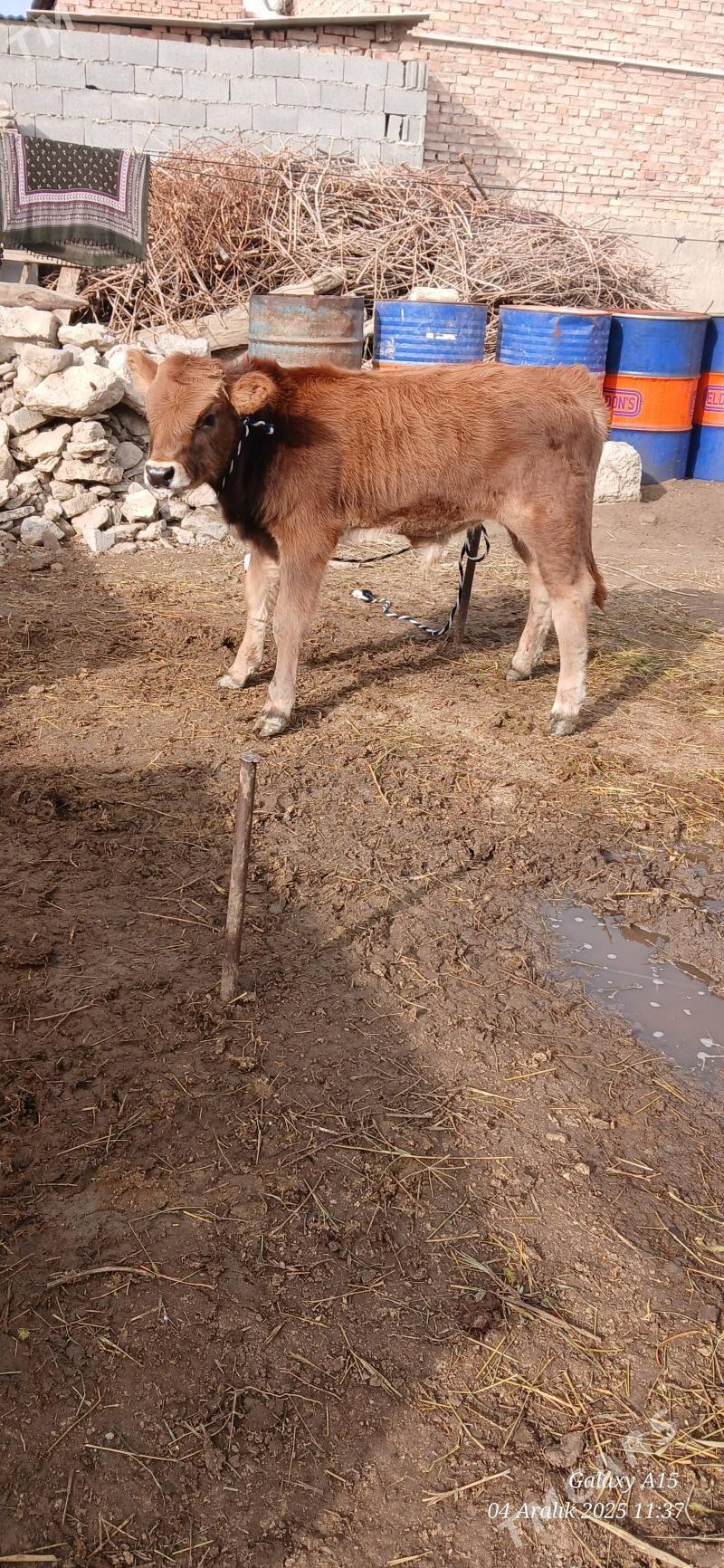 Okizce tuwe - Bäherden - img 3