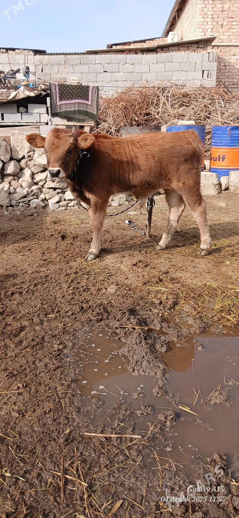 Okizce tuwe - Bäherden - img 1