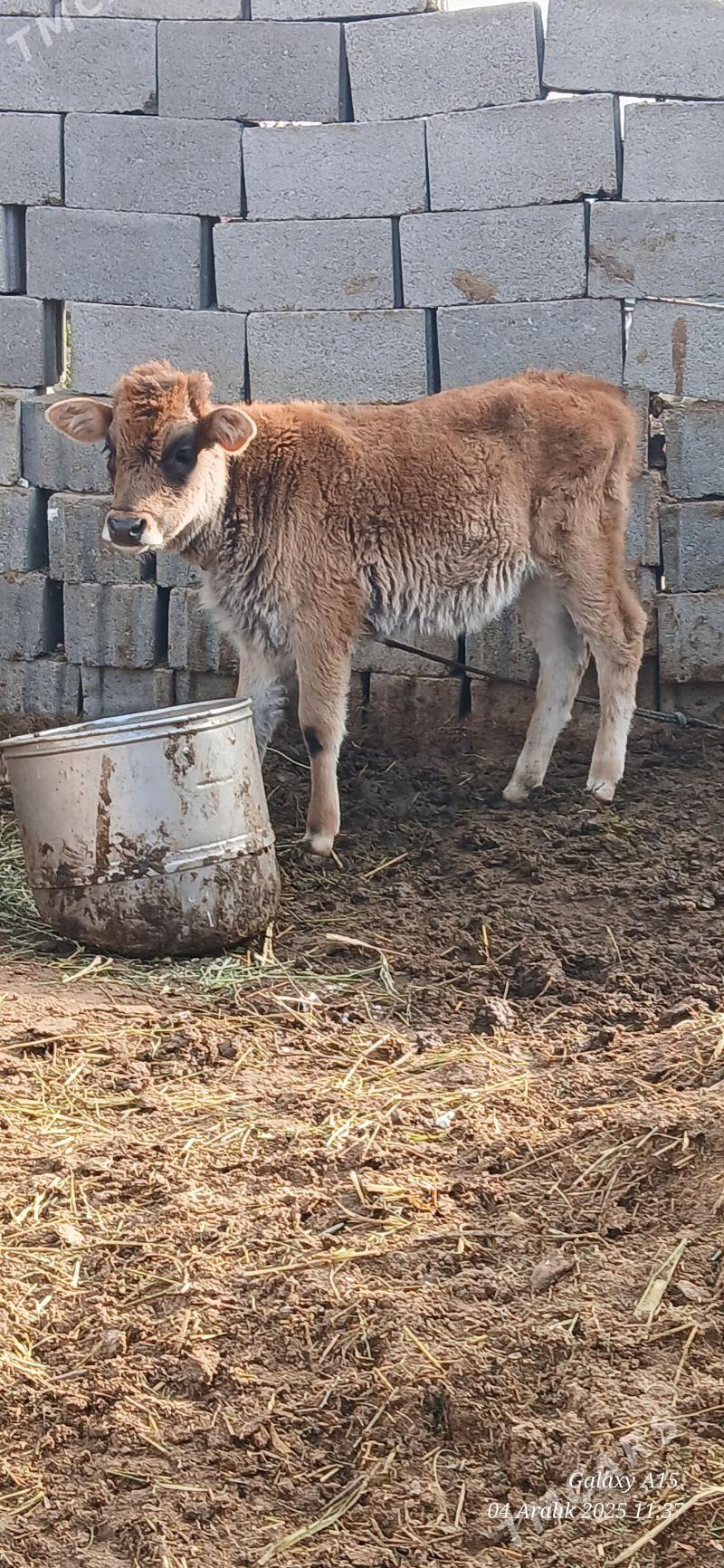 Okizce tuwe - Bäherden - img 5