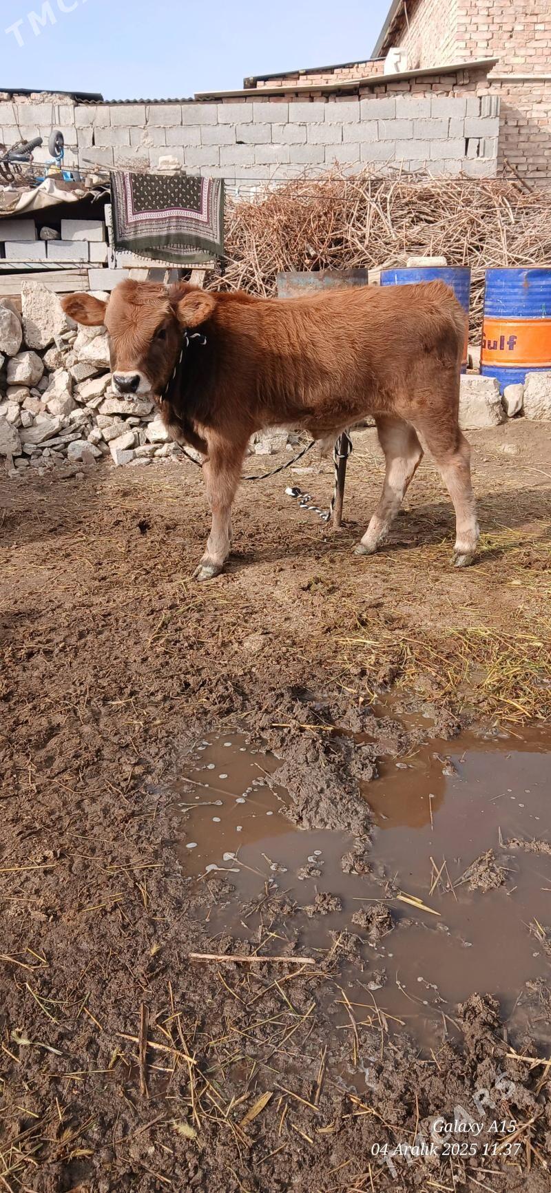 Okizce tuwe - Bäherden - img 2