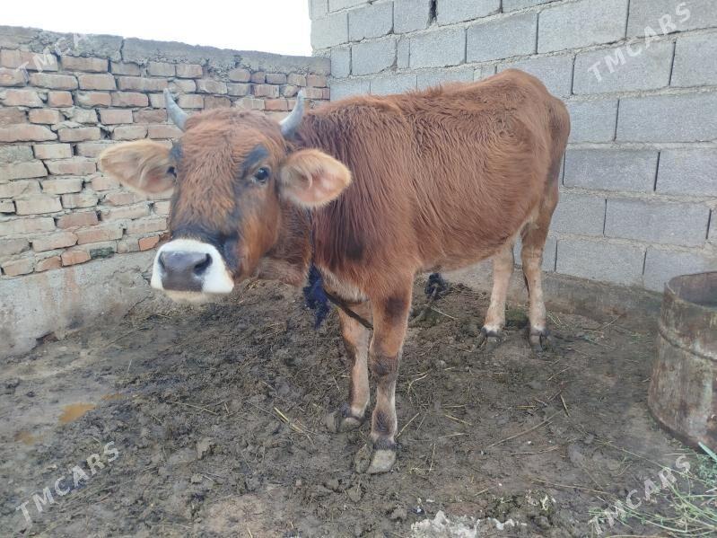 Tuwe - Bäherden - img 6