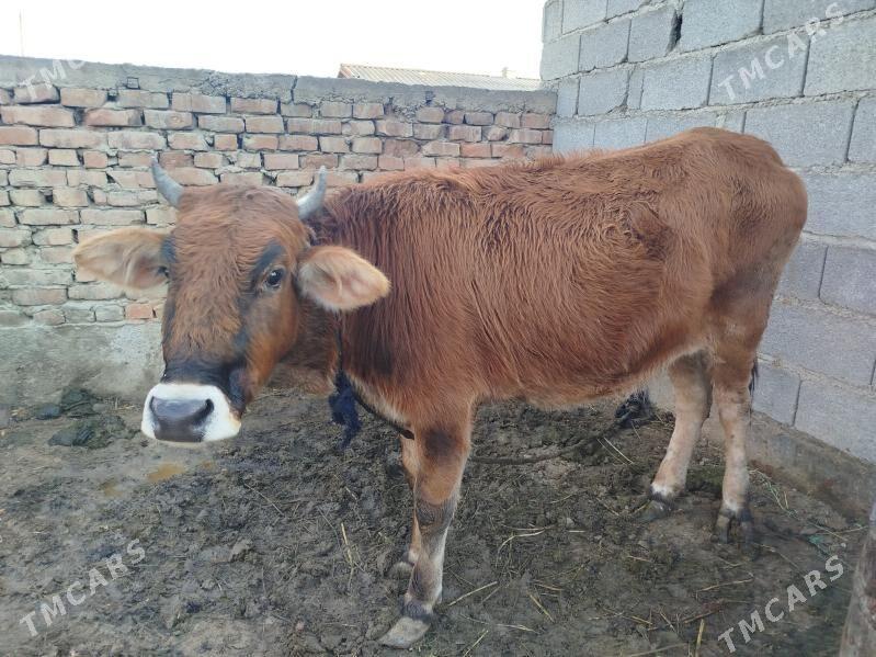 Tuwe - Bäherden - img 5