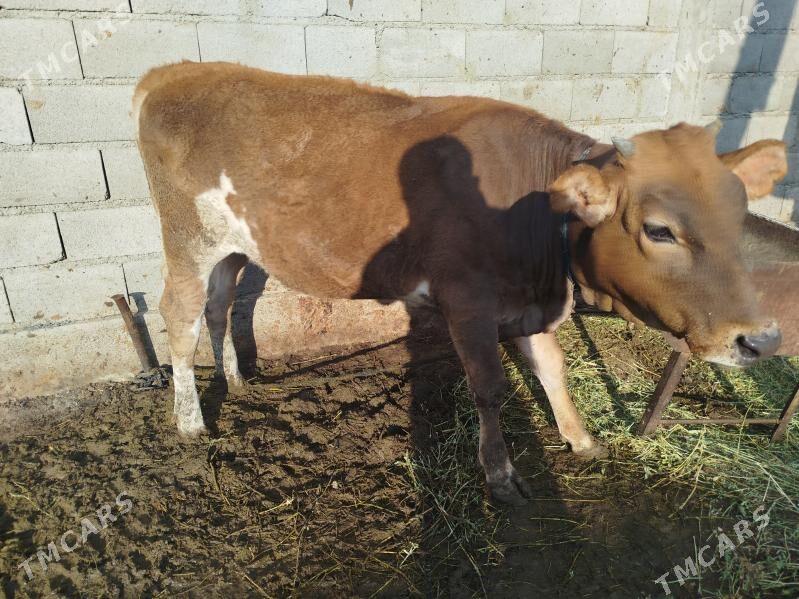 Tuwe - Bäherden - img 3