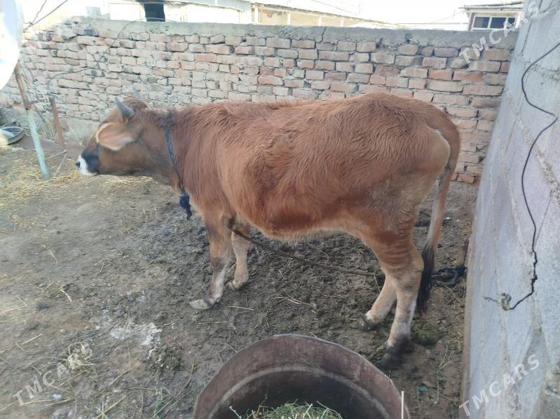 Tuwe - Bäherden - img 4