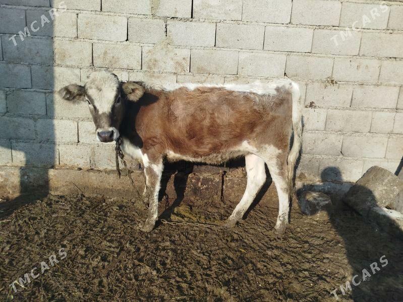 Tuwe - Bäherden - img 8