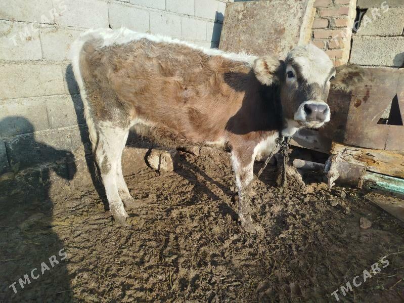 Tuwe - Bäherden - img 9