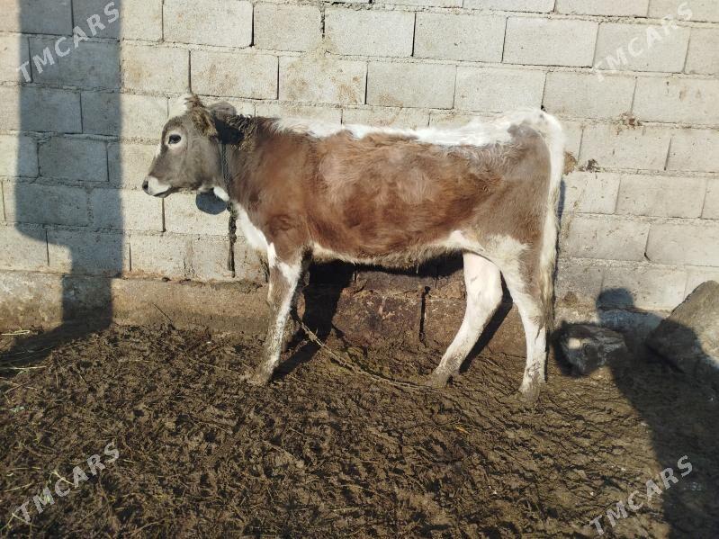 Tuwe - Bäherden - img 7