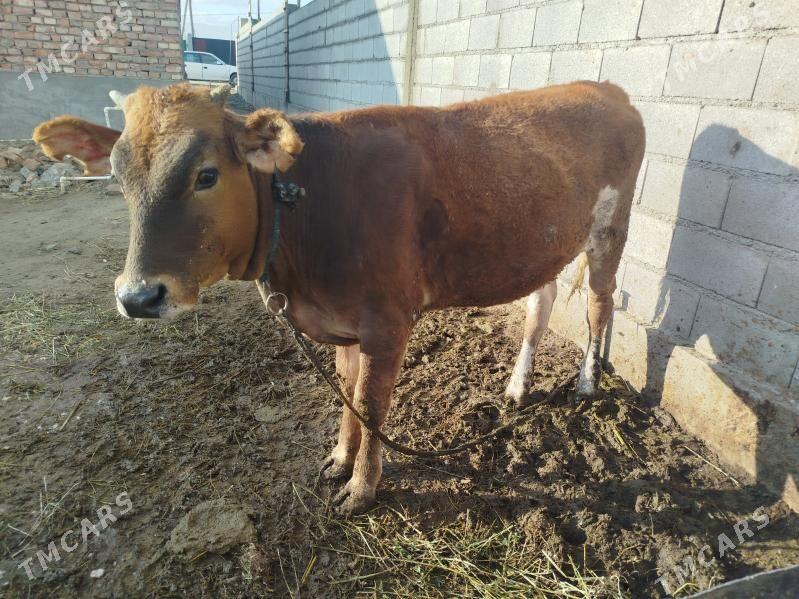 Tuwe - Bäherden - img 2