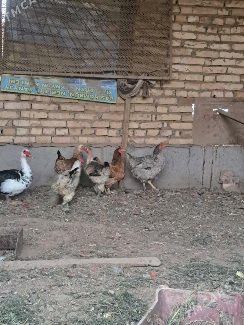 Towuk - Çärjew - img 2