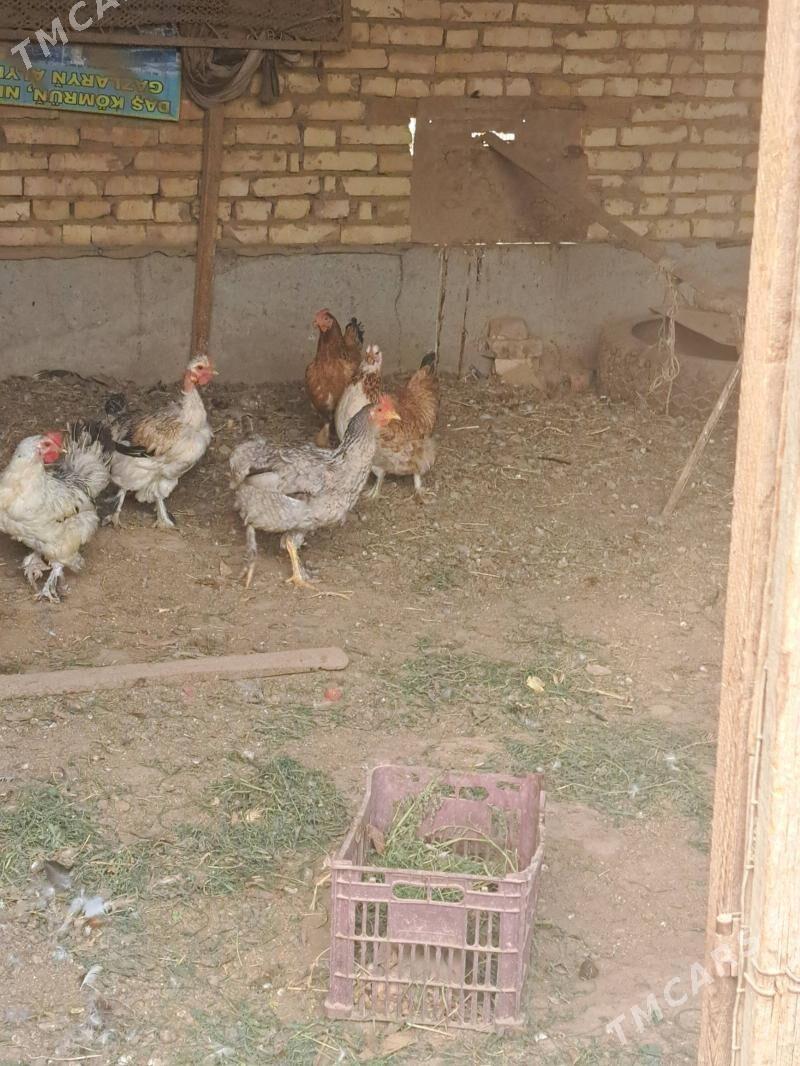 Towuk - Çärjew - img 3