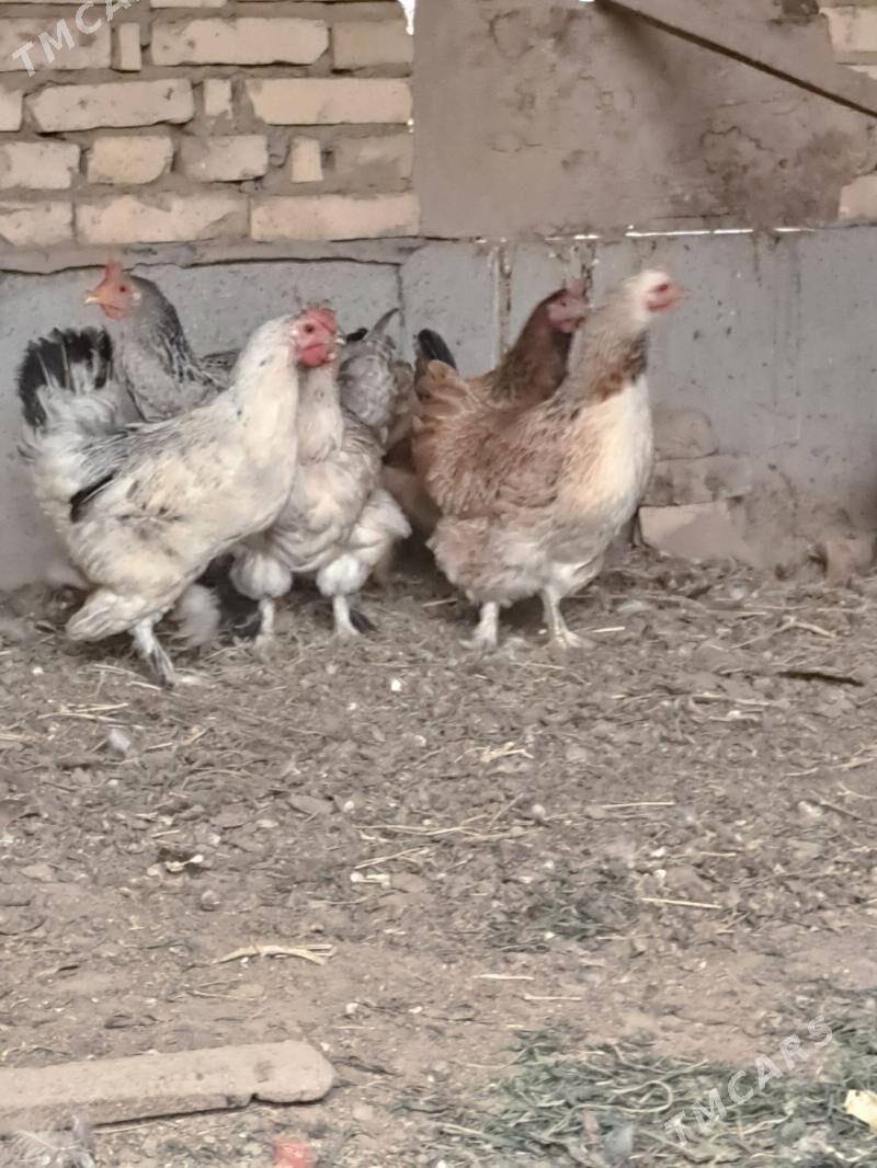 Towuk - Çärjew - img 4