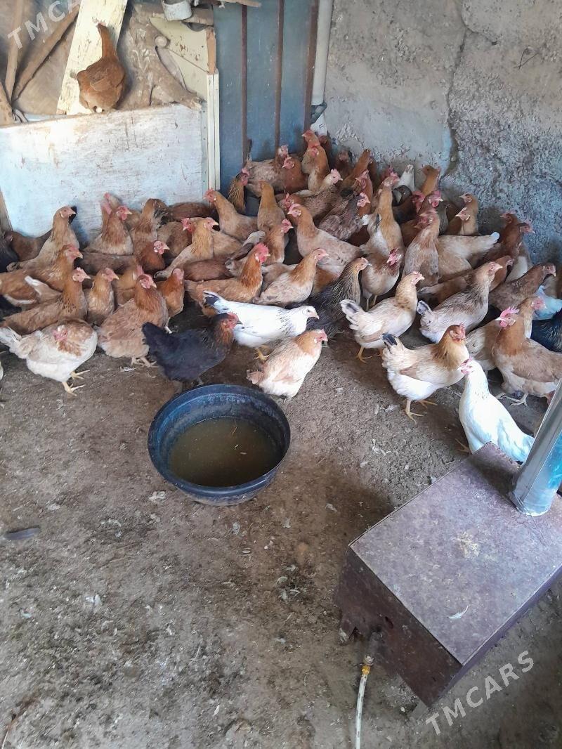 Towuk - Çoganly - img 6