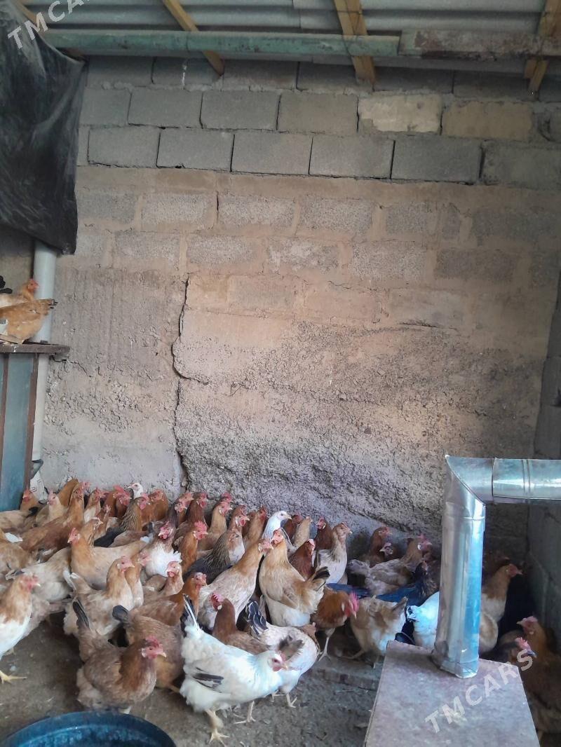 Towuk - Çoganly - img 3