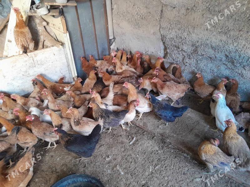 Towuk - Çoganly - img 2