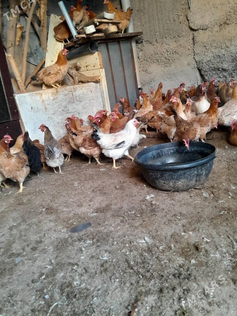 Towuk - Çoganly - img 4