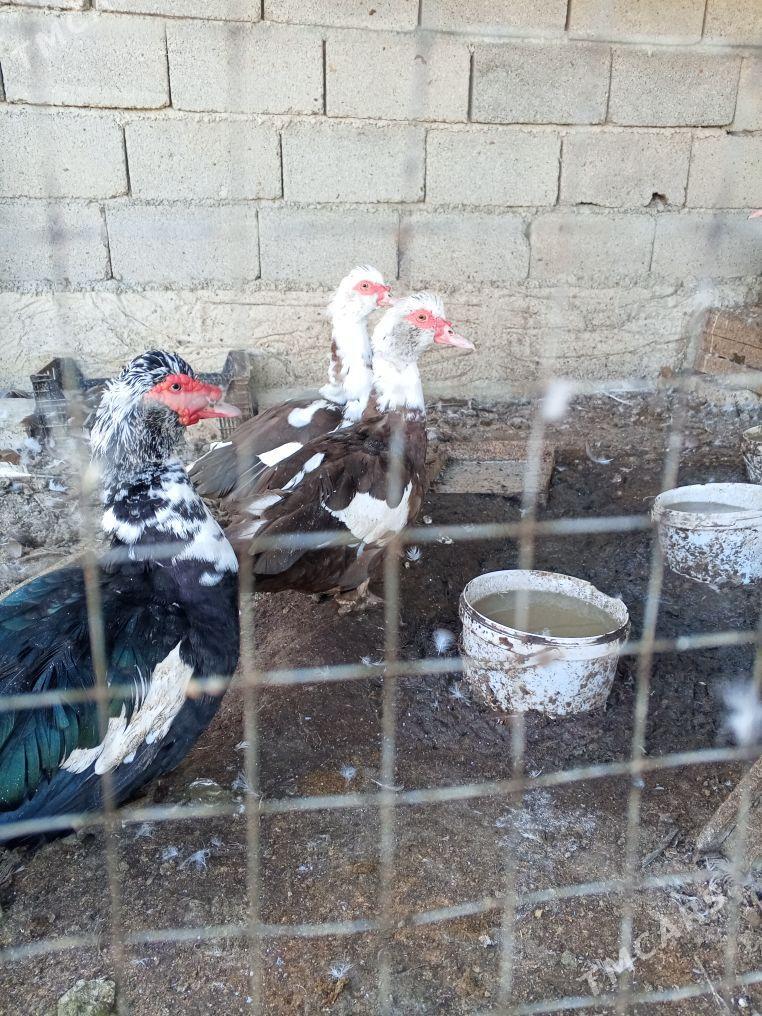 indautga sessiz ordek - Ак-Бугдайский этрап - img 1