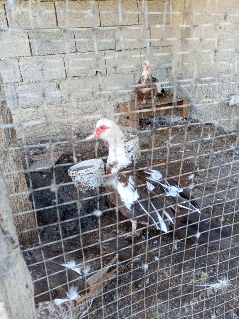 indautga sessiz ordek - Ак-Бугдайский этрап - img 3