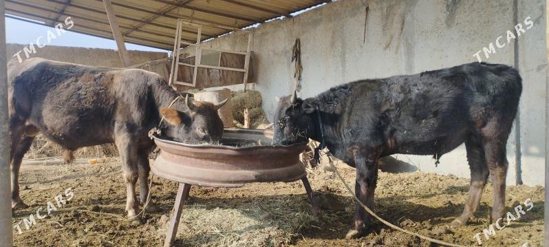 okuz - Бабадайхан - img 2