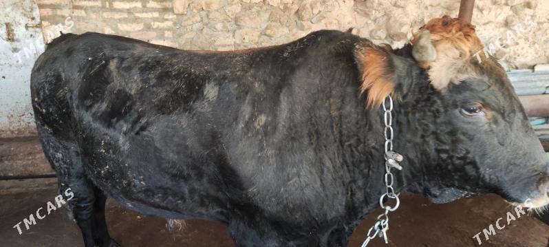 okuz - Gyzylarbat - img 3