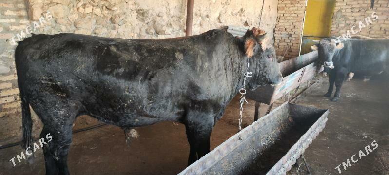 okuz - Gyzylarbat - img 2