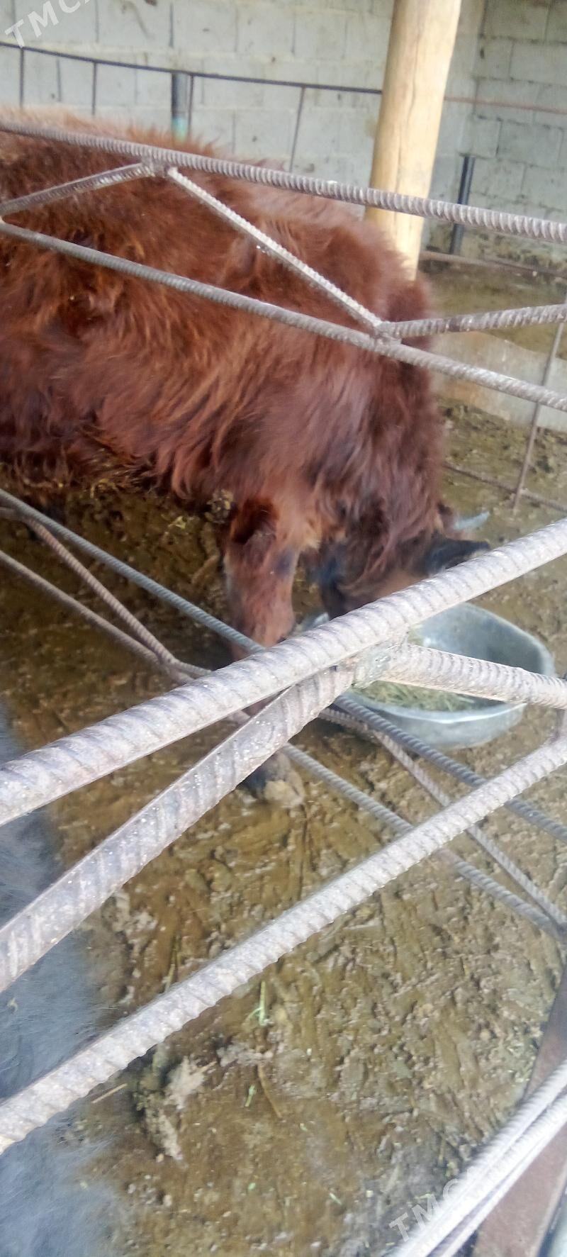 окуз - Bäherden - img 1