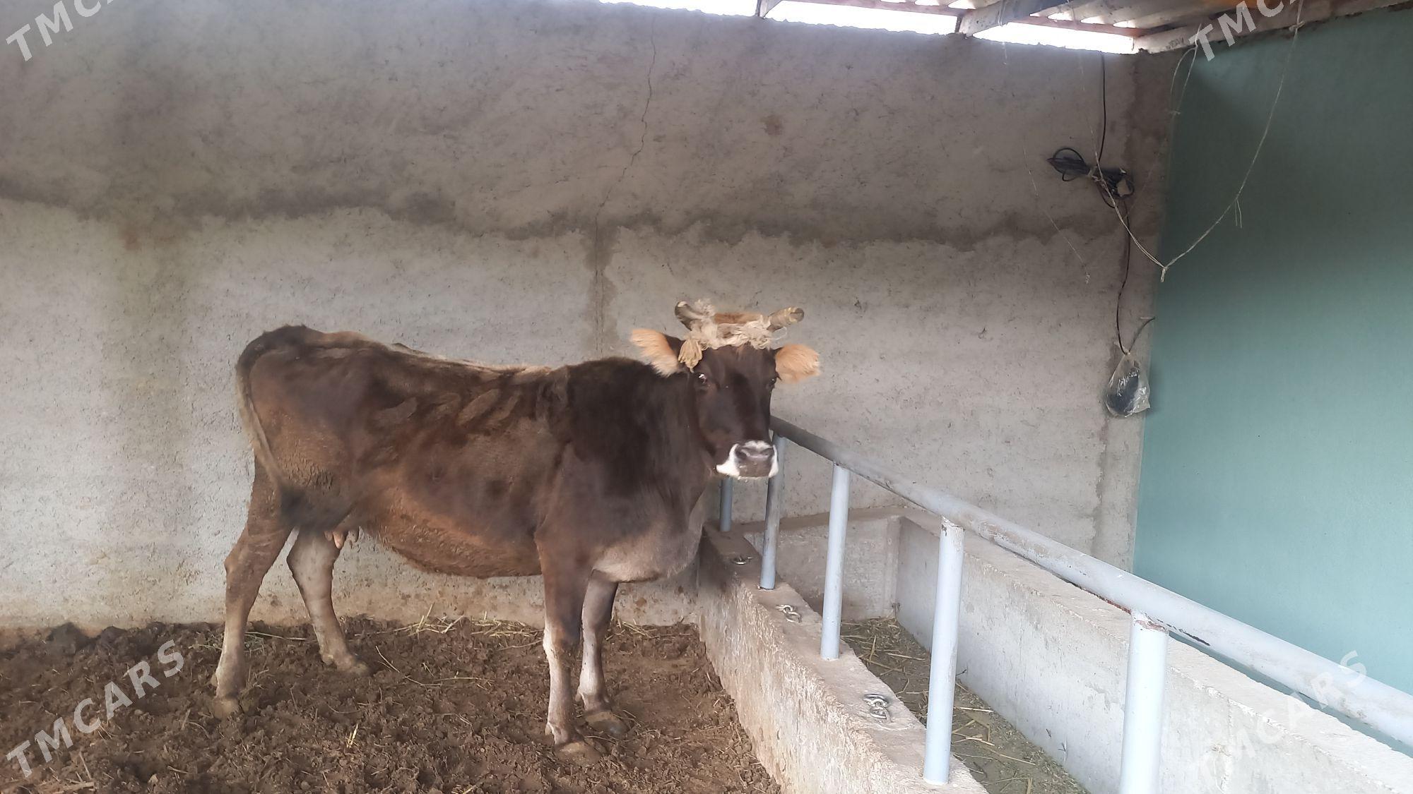 SYGYR OKUZ - Büzmeýin - img 4