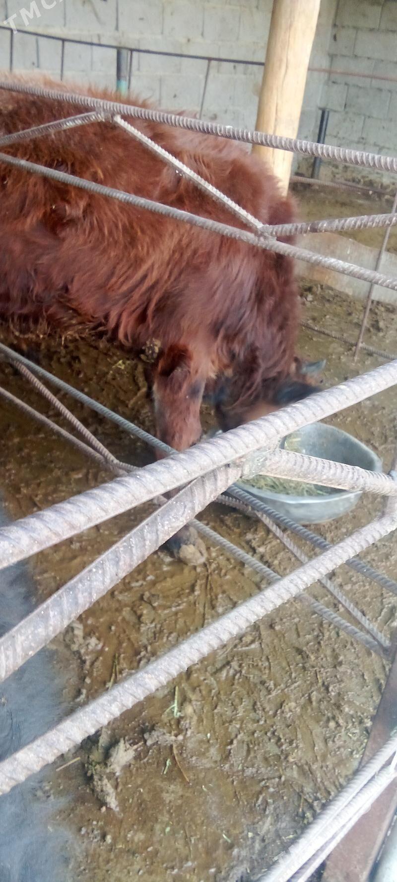 окуз - Bäherden - img 2