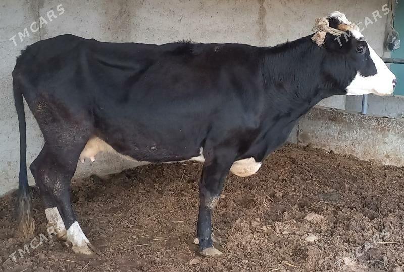 SYGYR OKUZ - Büzmeýin - img 3