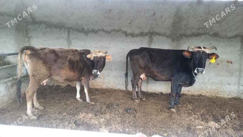 SYGYR OKUZ - Büzmeýin - img 2