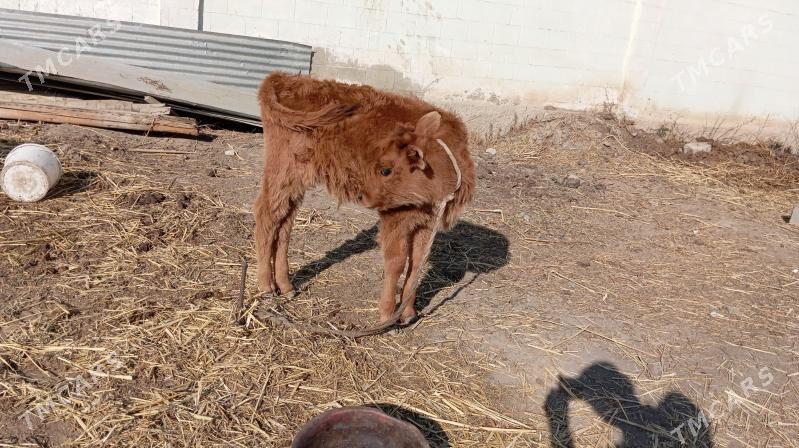 Göleli Sygyr - Aşgabat - img 6