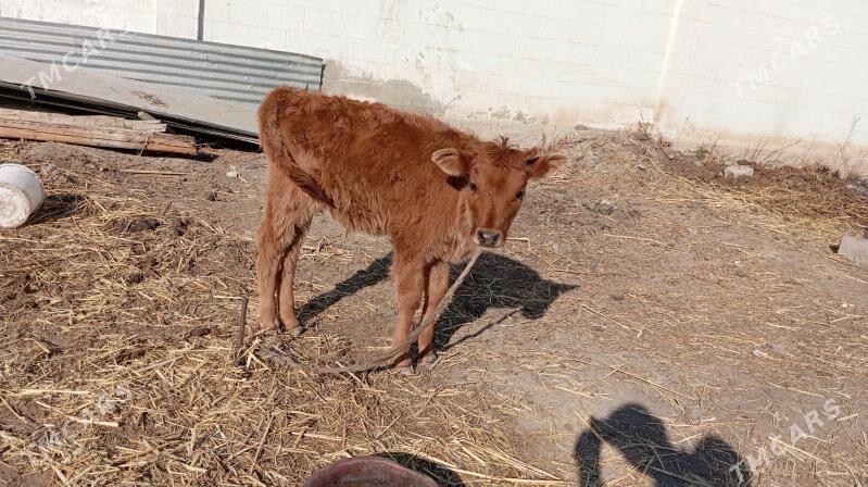 Göleli Sygyr - Aşgabat - img 5