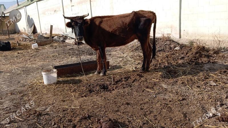 Göleli Sygyr - Aşgabat - img 3