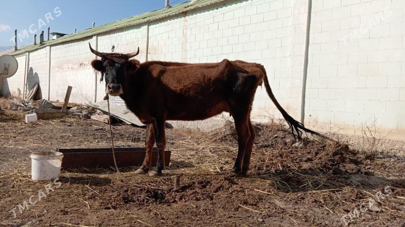 Göleli Sygyr - Aşgabat - img 2