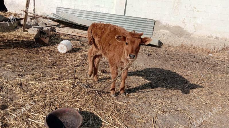 Göleli Sygyr - Aşgabat - img 4